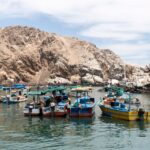 Día Mundial de los Mares: FONDEPES capacitó a más de 4800 pescadores artesanales en buenas prácticas de liberación de tortugas marinas